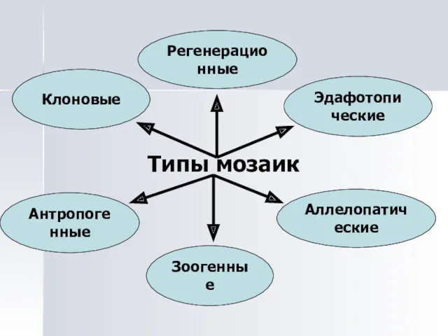 Типы мозаик Регенерационные Клоновые Антропогенные Зоогенные Аллелопатические Эдафотопические