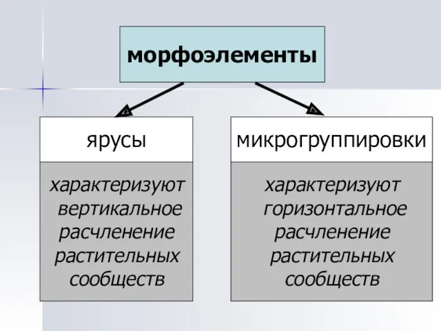 морфоэлементы ярусы микрогруппировки характеризуют вертикальное расчленение растительных сообществ характеризуют горизонтальное расчленение растительных сообществ