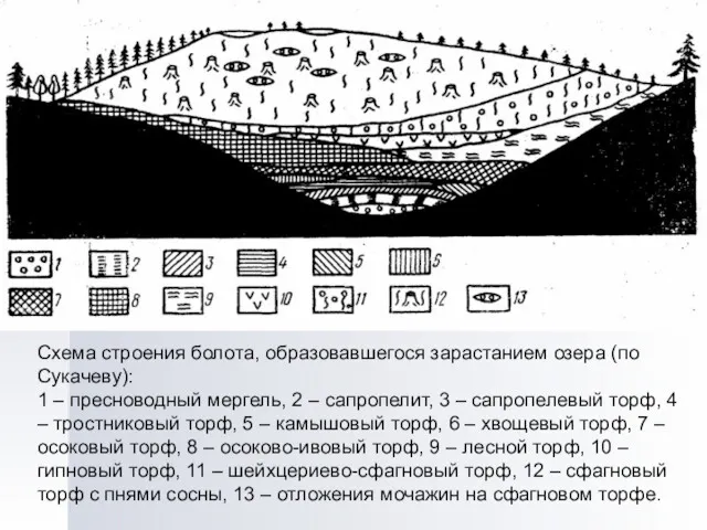 Схема строения болота, образовавшегося зарастанием озера (по Сукачеву): 1 – пресноводный мергель, 2
