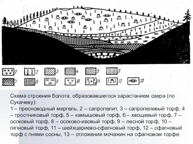 Схема строения болота, образовавшегося зарастанием озера (по Сукачеву): 1 –