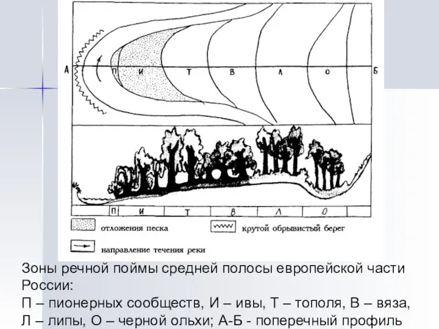 Зоны речной поймы средней полосы европейской части России: П – пионерных сообществ, И