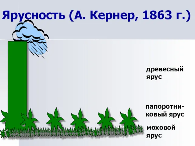 Ярусность (А. Кернер, 1863 г.) древесный ярус папоротни- ковый ярус моховой ярус