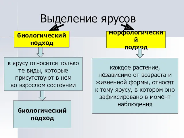 Выделение ярусов биологический подход морфологический подход каждое растение, независимо от возраста и жизненной