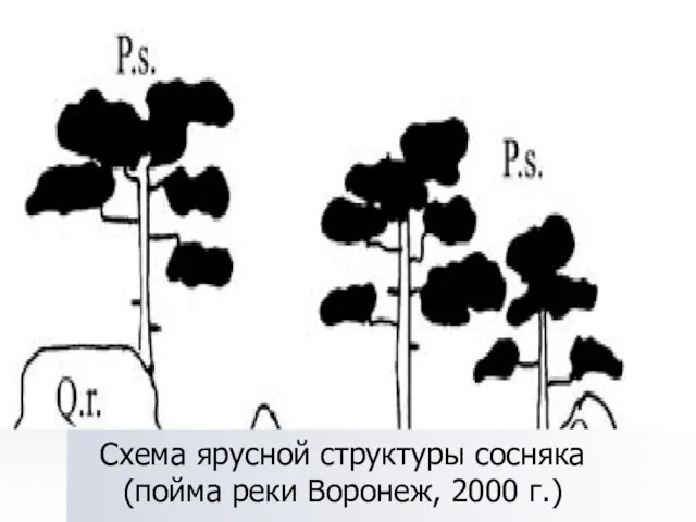 Схема ярусной структуры сосняка (пойма реки Воронеж, 2000 г.)