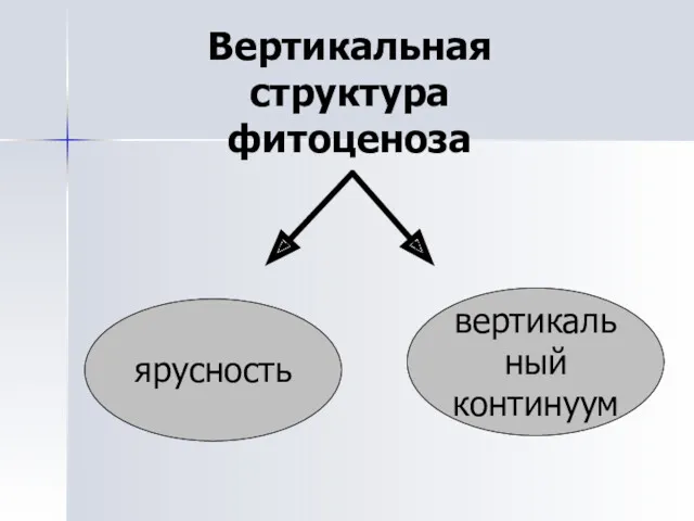 Вертикальная структура фитоценоза ярусность вертикальный континуум