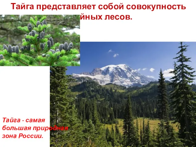Тайга представляет собой совокупность хвойных лесов. Тайга - самая большая природная зона России.