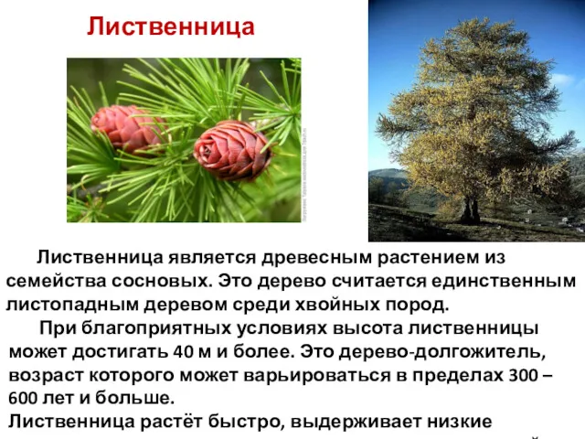 Лиственница ежегодно опадает на зиму. Лиственница является древесным растением из семейства сосновых. Это