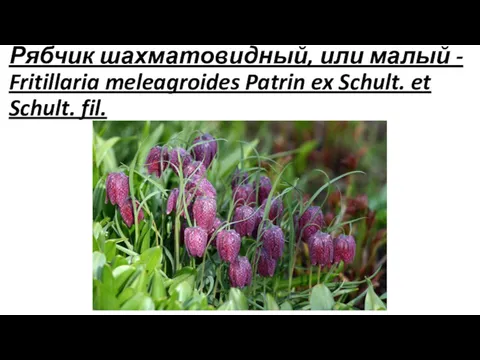 Рябчик шахматовидный, или малый - Fritillaria meleagroides Patrin ex Schult. et Schult. fil.