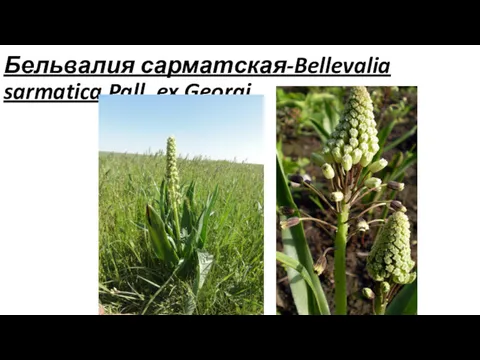 Бельвалия сарматская-Bellevalia sarmatica Pall. ex Georgi.