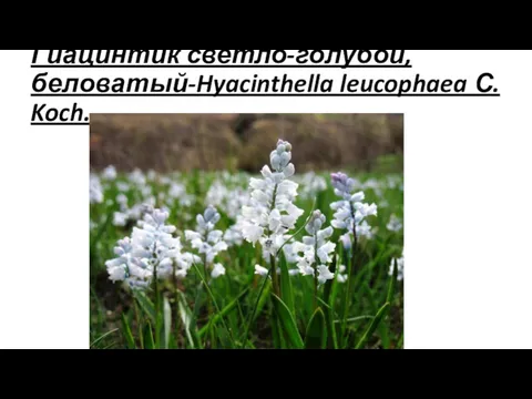 Гиацинтик светло-голубой, беловатый-Hyacinthella leucophaea С. Koch.
