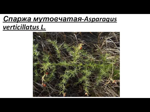 Спаржа мутовчатая-Asparagus verticillatus L.