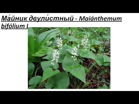 Ма́йник двули́стный - Maiánthemum bifólium L.