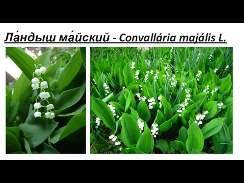 Ла́ндыш ма́йский - Convallária majális L.