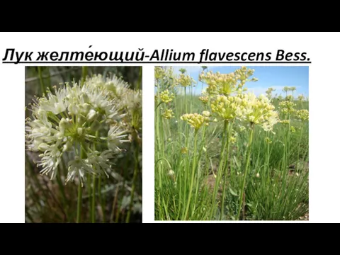 Лук желте́ющий-Allium flavescens Bess.