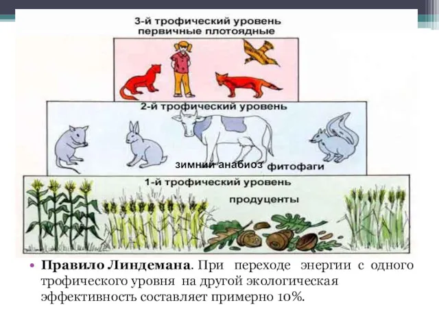 Трофические уровни Правило Линдемана. При переходе энергии с одного трофического