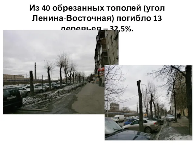 Из 40 обрезанных тополей (угол Ленина-Восточная) погибло 13 деревьев – 32,5%.