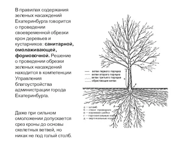 В правилах содержания зеленых насаждений Екатеринбурга говорится о проведении своевременной обрезки крон деревьев