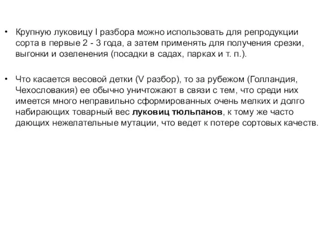 Крупную луковицу I разбора можно использовать для репродукции сорта в