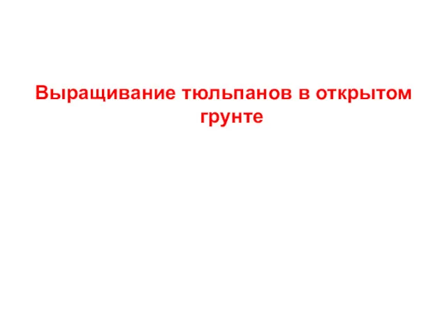 Выращивание тюльпанов в открытом грунте