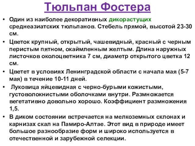 Тюльпан Фостера Один из наиболее декоративных дикорастущих среднеазиатских тюльпанов. Стебель