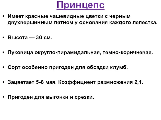 Принцепс Имеет красные чашевидные цветки с черным двухвершинным пятном у