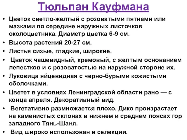 Тюльпан Кауфмана Цветок светло-желтый с розоватыми пятнами или мазками по