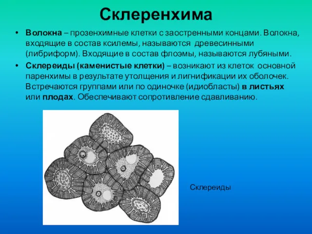 Склеренхима Волокна – прозенхимные клетки с заостренными концами. Волокна, входящие