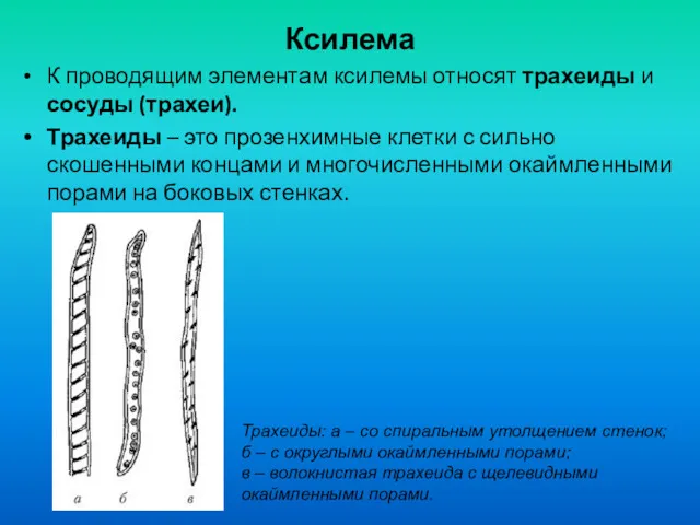 Ксилема К проводящим элементам ксилемы относят трахеиды и сосуды (трахеи).