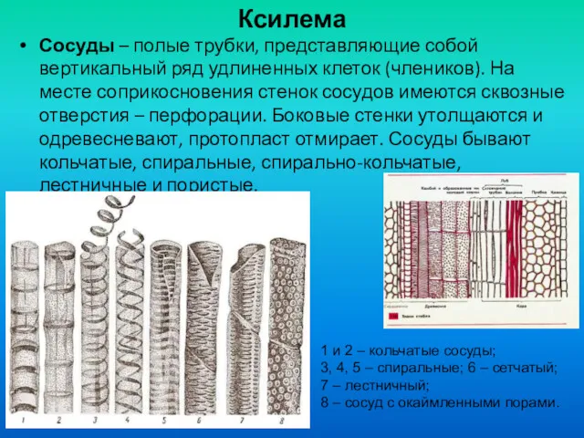 Ксилема Сосуды – полые трубки, представляющие собой вертикальный ряд удлиненных