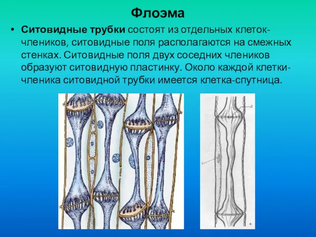 Флоэма Ситовидные трубки состоят из отдельных клеток-члеников, ситовидные поля располагаются