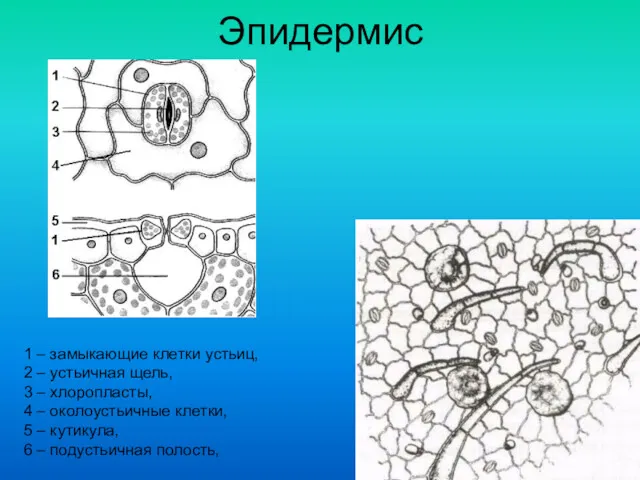 Эпидермис 1 – замыкающие клетки устьиц, 2 – устьичная щель,