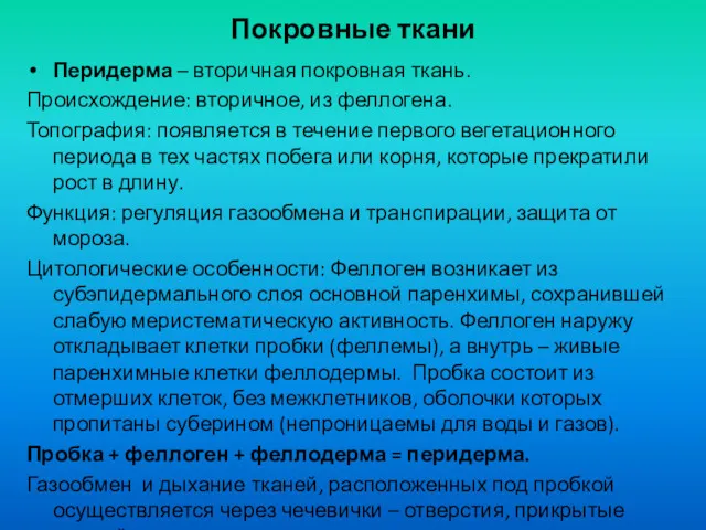 Покровные ткани Перидерма – вторичная покровная ткань. Происхождение: вторичное, из