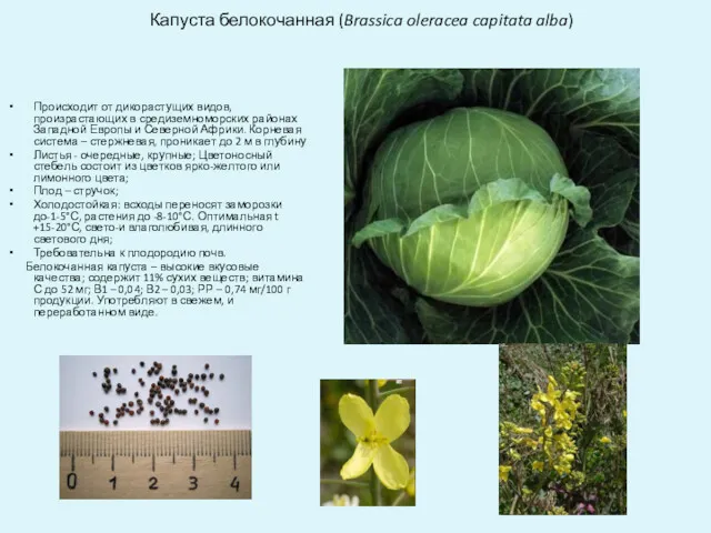 Капуста белокочанная (Brassica oleracea capitata alba) Происходит от дикорастущих видов,