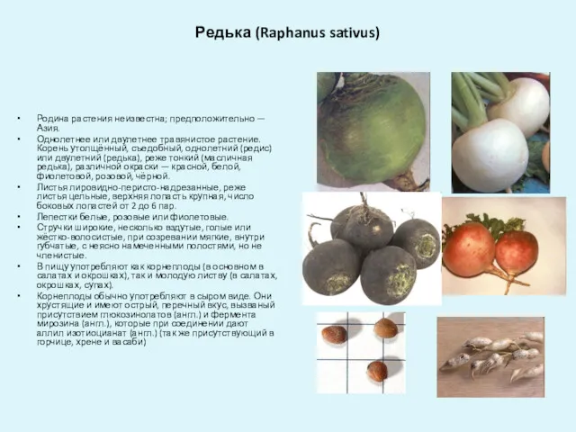 Редька (Raphanus sativus) Родина растения неизвестна; предположительно — Азия. Однолетнее