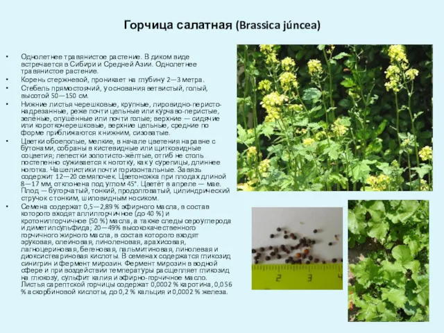 Горчица салатная (Brassica júncea) Однолетнее травянистое растение. В диком виде