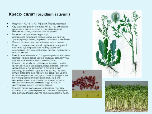 Кресс- салат (Lepidium sativum) Родина — С.—В. и Ю. Африки,