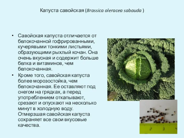 Капуста савойская (Brassica oleracea sabauda ) Савойская капуста отличается от