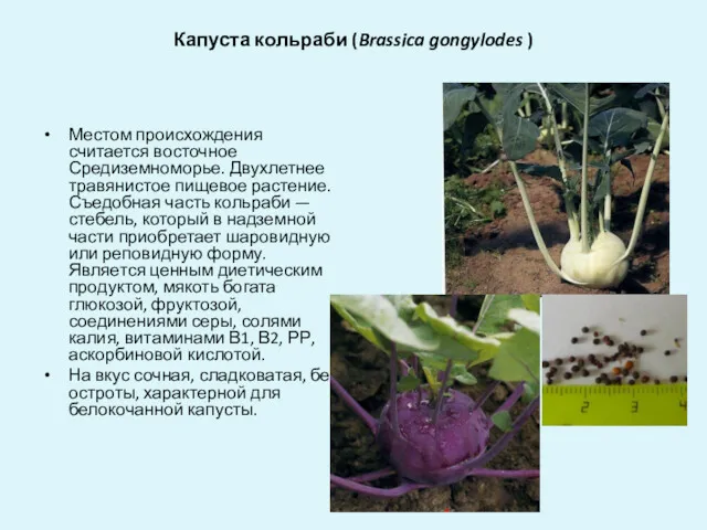 Капуста кольраби (Brassica gongylodes ) Местом происхождения считается восточное Средиземноморье.