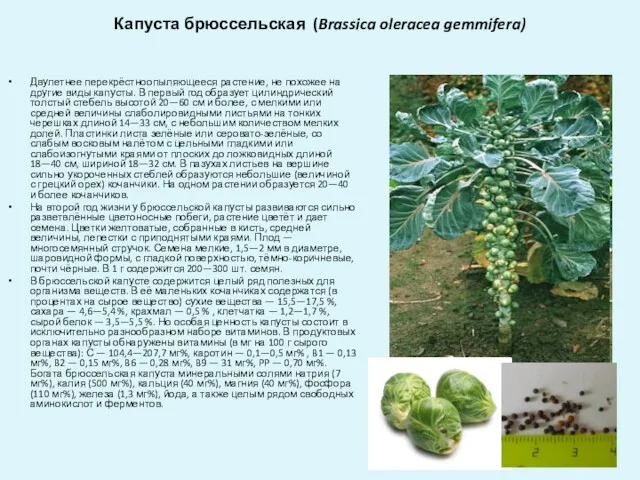 Капуста брюссельская (Brassica oleracea gemmifera) Двулетнее перекрёстноопыляющееся растение, не похожее