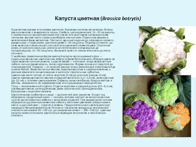 Капуста цветная (Brassica botrytis) Однолетнее яровое или озимое растение. Корневая