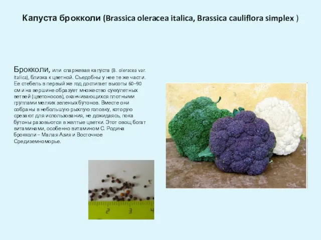 Капуста брокколи (Brassica oleracea italica, Brassica cauliflora simplex ) Брокколи,