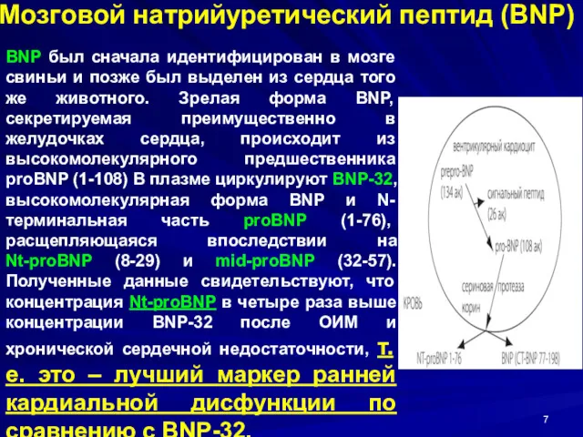 Мозговой натрийуретический пептид (BNP) BNP был сначала идентифицирован в мозге