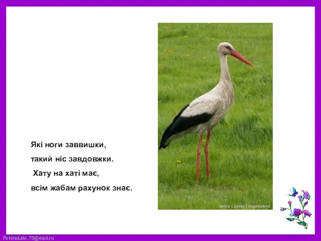 Які ноги заввишки, такий ніс завдовжки. Хату на хаті має, всім жабам рахунок знає.