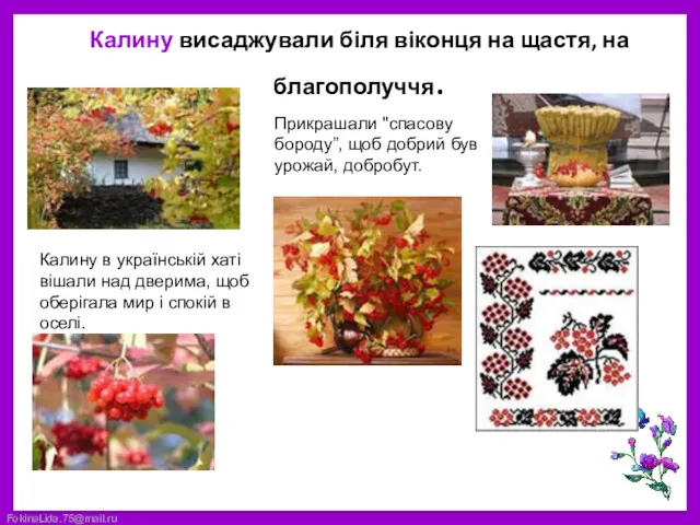 Калину висаджували біля віконця на щастя, на благополуччя. Калину в