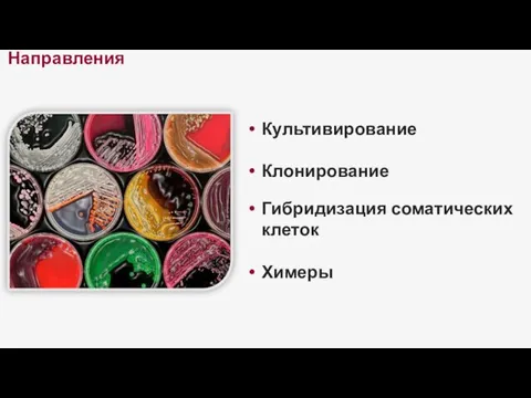 Направления Культивирование Клонирование Гибридизация соматических клеток Химеры