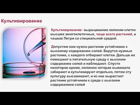 Культивирование Культивирование- выращивание колонии клеток высших многоклеточных, чаще всего растений,