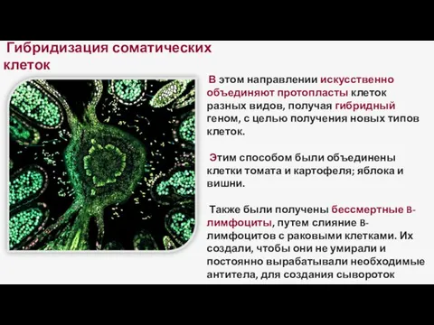 Гибридизация соматических клеток В этом направлении искусственно объединяют протопласты клеток