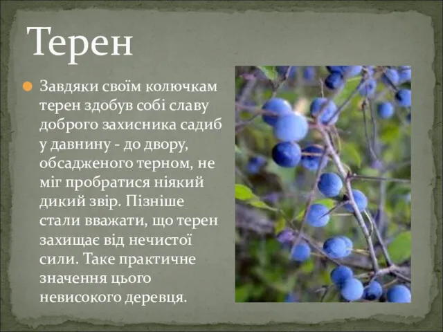 Завдяки своїм колючкам терен здобув собі славу доброго захисника садиб