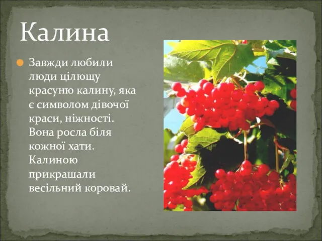 Калина Завжди любили люди цілющу красуню калину, яка є символом дівочої краси, ніжності.