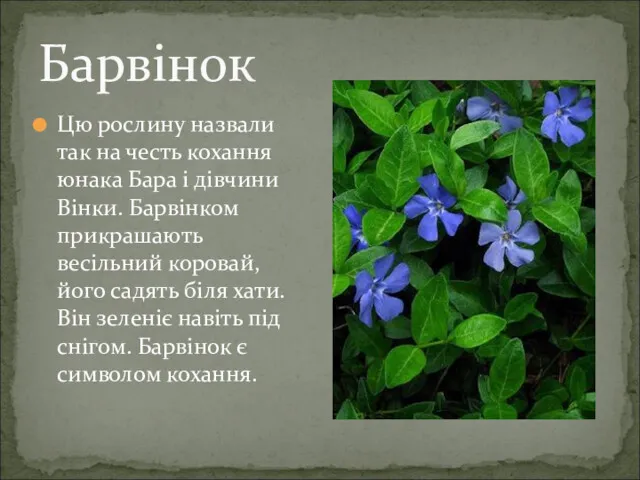 Цю рослину назвали так на честь кохання юнака Бара і дівчини Вінки. Барвінком